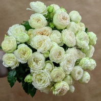 Спрей Сноу Ворлд (пионовидная) Спрей Сноу Ворлд (пионовидная)