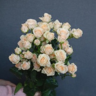 Спрей Яна Спрей Яна