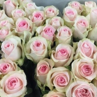 Свит Ревиваль Свит Ревиваль