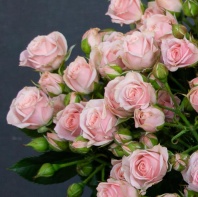 Спрей Лидия Спрей Лидия