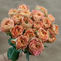 Кантри Спирит Луиза  Кантри Спирит Луиза