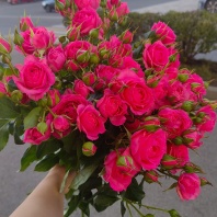 Спрей Пинк Дименшен (пионовидная) Спрей Пинк Дименшен (пионовидная)